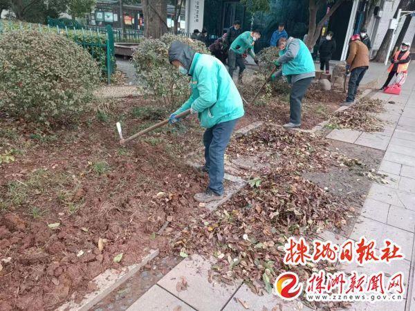 开云体育 开云官网荷塘城管扎实做好冬季绿化苗木补植管护工作(图1)