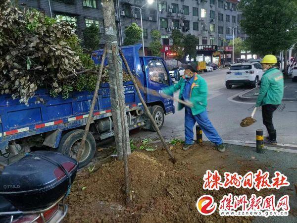 开云体育 开云官网荷塘城管扎实做好冬季绿化苗木补植管护工作(图2)