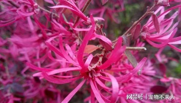 开云体育 开云平台一切岁月静好我为城市园林绿化前行(图1)