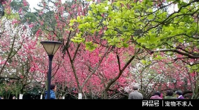 开云体育 开云平台一切岁月静好我为城市园林绿化前行(图2)