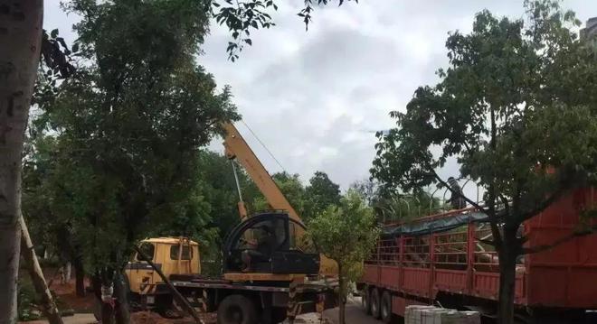 【新时代 新征程 新伟业】创建国家园林城市 打造生态宜居楚雄开云 开云体育官网(图6)
