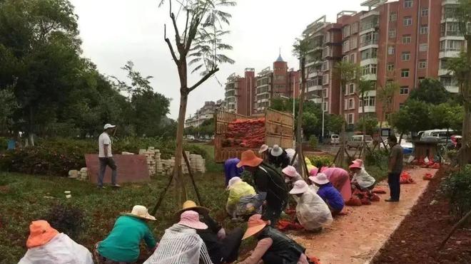 【新时代 新征程 新伟业】创建国家园林城市 打造生态宜居楚雄开云 开云体育官网(图2)