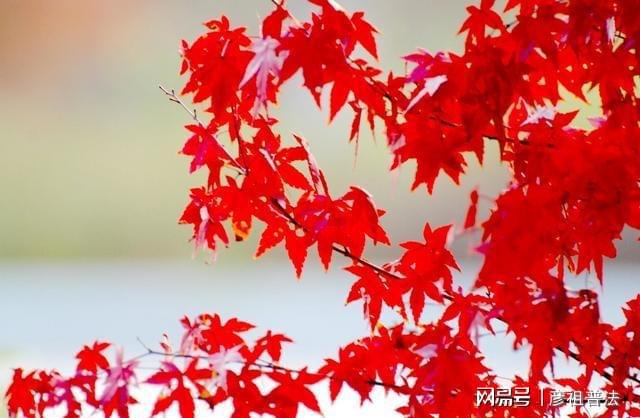 这些植物一到秋天就画“浓妆”姹紫嫣红真漂亮开云 开云体育(图2)