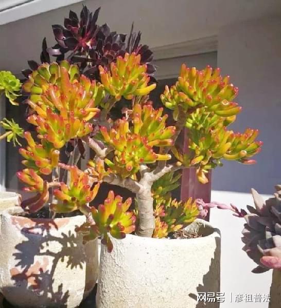 这些植物一到秋天就画“浓妆”姹紫嫣红真漂亮开云 开云体育(图1)