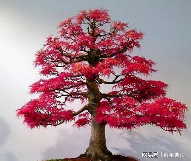 这些植物一到秋天就画“浓妆”姹紫嫣红真漂亮开云 开云体育(图3)