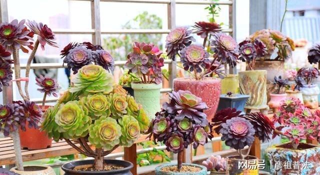 这些植物一到秋天就画“浓妆”姹紫嫣红真漂亮开云 开云体育(图6)