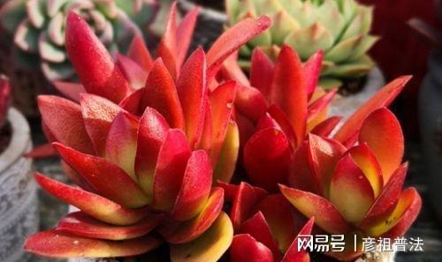 这些植物一到秋天就画“浓妆”姹紫嫣红真漂亮开云 开云体育(图4)