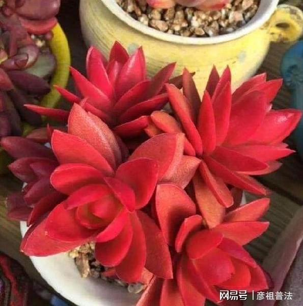 这些植物一到秋天就画“浓妆”姹紫嫣红真漂亮开云 开云体育(图5)