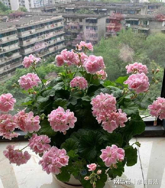 开云 开云体育官网5种“小盆景”又香又长寿小苗很常见养大“值千元”(图1)