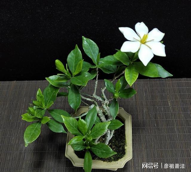 开云 开云体育官网5种“小盆景”又香又长寿小苗很常见养大“值千元”(图3)