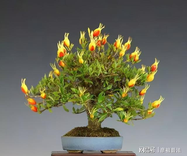 开云 开云体育官网5种“小盆景”又香又长寿小苗很常见养大“值千元”(图2)