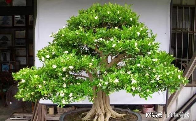 开云 开云体育官网5种“小盆景”又香又长寿小苗很常见养大“值千元”(图5)