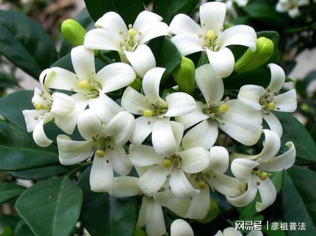 开云 开云体育官网5种“小盆景”又香又长寿小苗很常见养大“值千元”(图7)