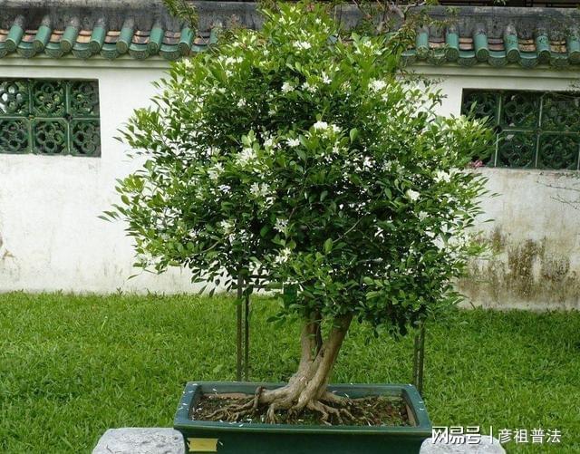 开云 开云体育官网5种“小盆景”又香又长寿小苗很常见养大“值千元”(图6)