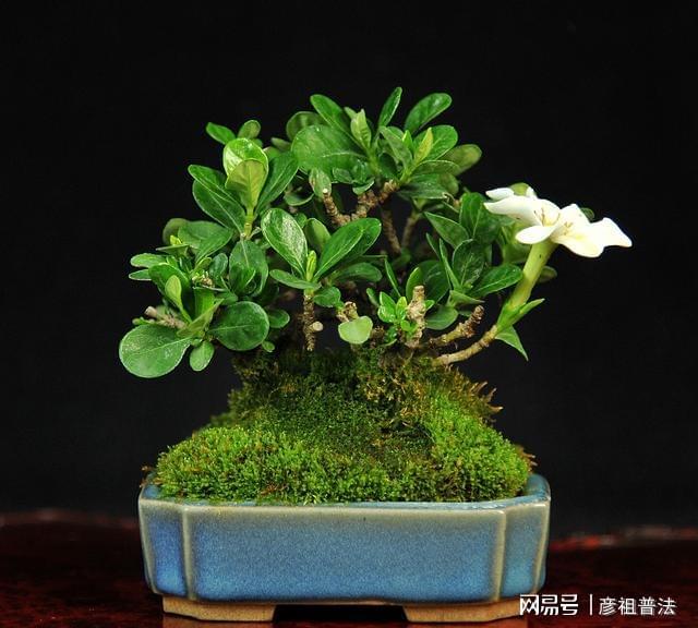 开云 开云体育官网5种“小盆景”又香又长寿小苗很常见养大“值千元”(图8)