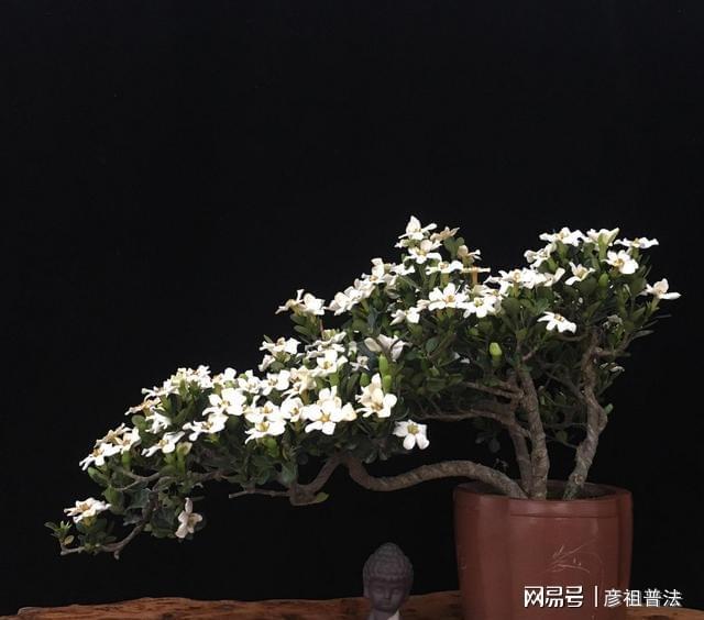 开云 开云体育官网5种“小盆景”又香又长寿小苗很常见养大“值千元”(图9)