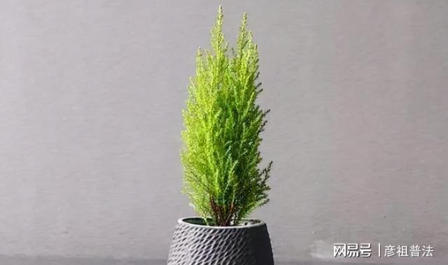 开云 开云体育官网5种“小盆景”又香又长寿小苗很常见养大“值千元”(图10)