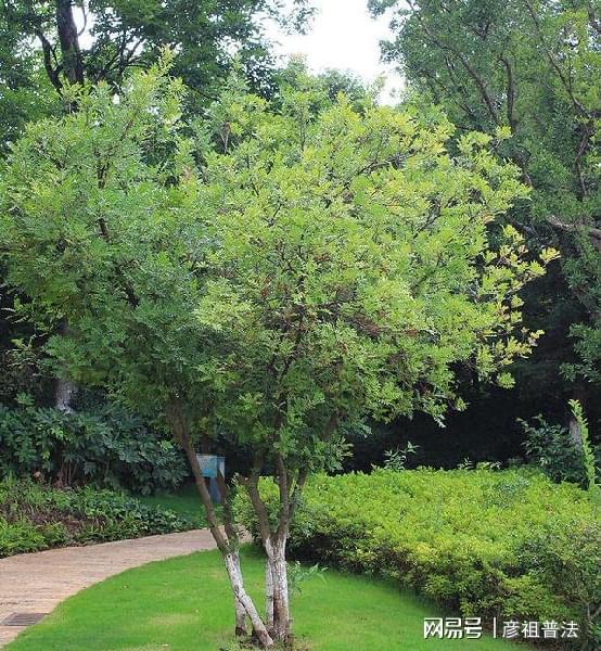 开云 开云体育官网5种“小盆景”又香又长寿小苗很常见养大“值千元”(图14)