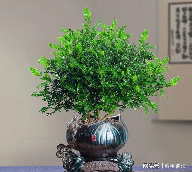 开云 开云体育官网5种“小盆景”又香又长寿小苗很常见养大“值千元”(图13)