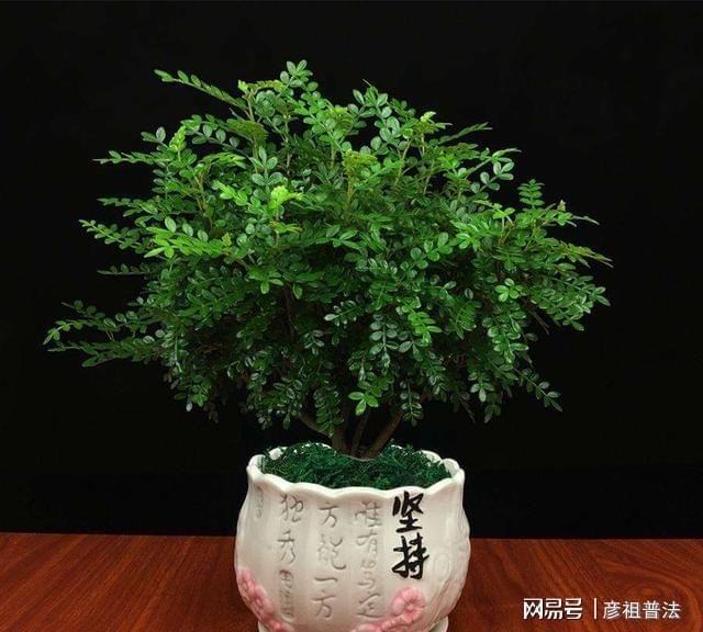 开云 开云体育官网5种“小盆景”又香又长寿小苗很常见养大“值千元”(图12)