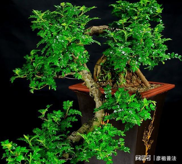 开云 开云体育官网5种“小盆景”又香又长寿小苗很常见养大“值千元”(图15)