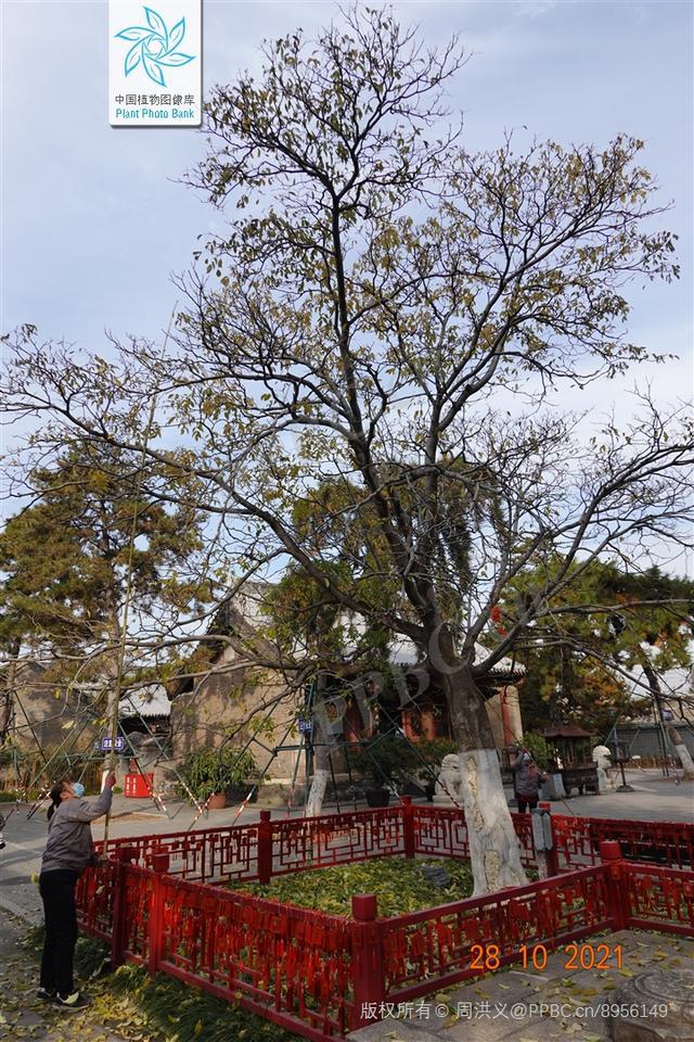 我国重要的珍贵树种——臭檀吴萸是著名药材也是优秀的行开云体育 开云平台道树(图3)