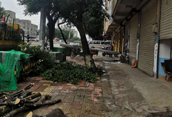 广州市光头翔园林绿化工程有限公司开云 开云体育官网(图1)