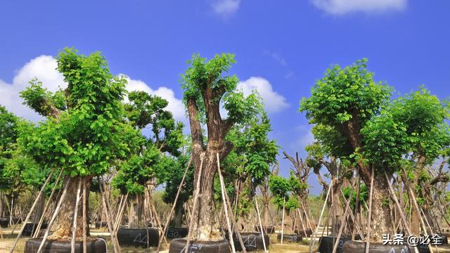开云 开云体育APP园林绿化树木移植标准流程与注意事项(图1)