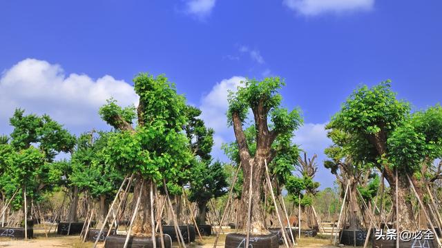 开云 开云体育APP园林绿化树木移植标准流程与注意事项(图7)