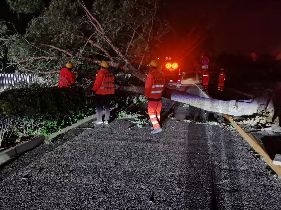 开云体育 kaiyun.com 官网入口北京大风致41棵树木倒伏园林绿化部门连夜巡查处置(图2)