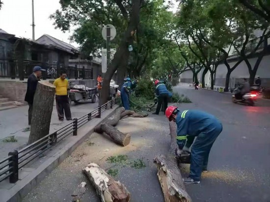 开云体育 kaiyun.com 官网入口北京大风致41棵树木倒伏园林绿化部门连夜巡查处置(图1)