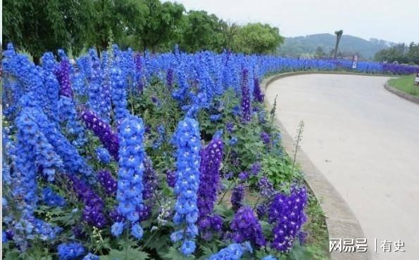 做院子这几种“绿化植物”要慎用尤其是家里有小孩的Kaiyun 开云(图6)