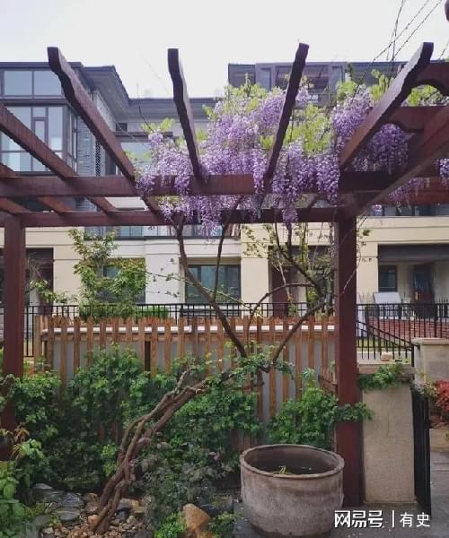 做院子这几种“绿化植物”要慎用尤其是家里有小孩的Kaiyun 开云(图1)