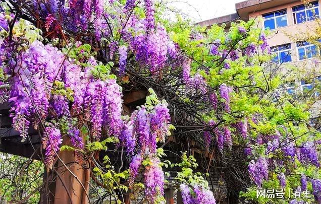 做院子这几种“绿化植物”要慎用尤其是家里有小孩的Kaiyun 开云(图2)