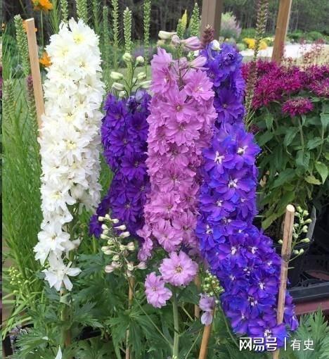 做院子这几种“绿化植物”要慎用尤其是家里有小孩的Kaiyun 开云(图7)