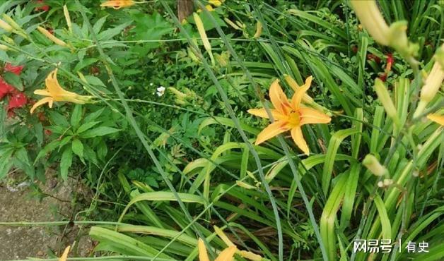 做院子这几种“绿化植物”要慎用尤其是家里有小孩的Kaiyun 开云(图8)