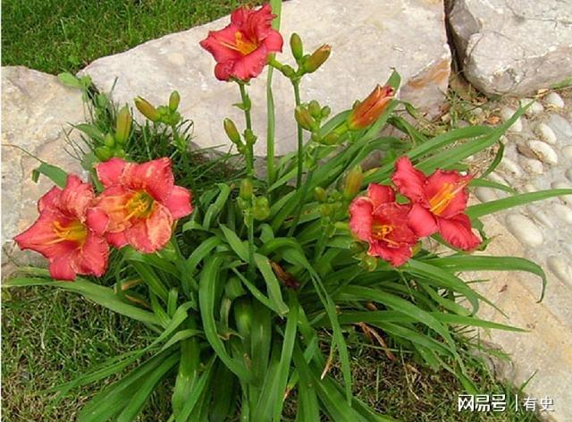 做院子这几种“绿化植物”要慎用尤其是家里有小孩的Kaiyun 开云(图9)