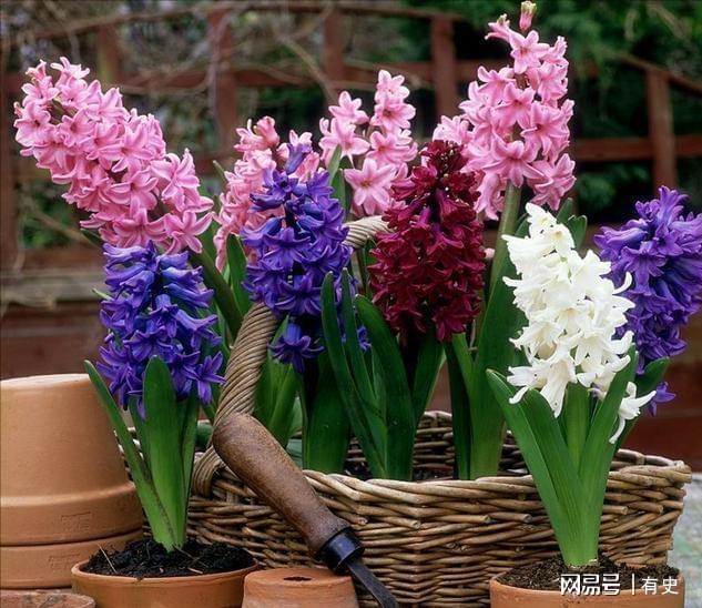 做院子这几种“绿化植物”要慎用尤其是家里有小孩的Kaiyun 开云(图10)