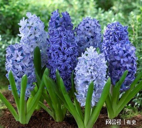 做院子这几种“绿化植物”要慎用尤其是家里有小孩的Kaiyun 开云(图11)