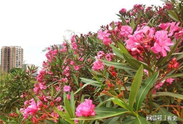 做院子这几种“绿化植物”要慎用尤其是家里有小孩的Kaiyun 开云(图12)