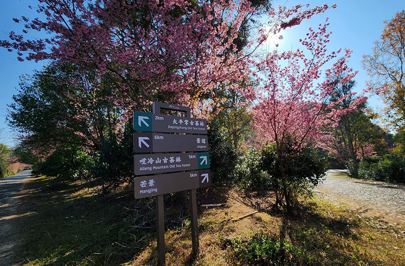 Kaiyun 开云云南澜沧：绿化美化入画来(图1)