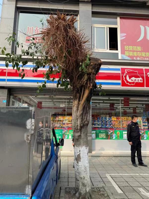 开云 开云体育官网以案说法 随意砍伐树木？要不得！要被罚！(图3)