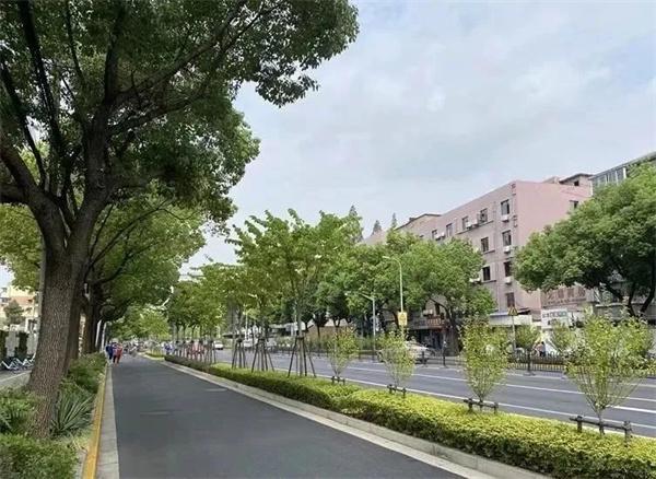 虹口区再添一条绿化特色道路→开云 开云体育(图1)