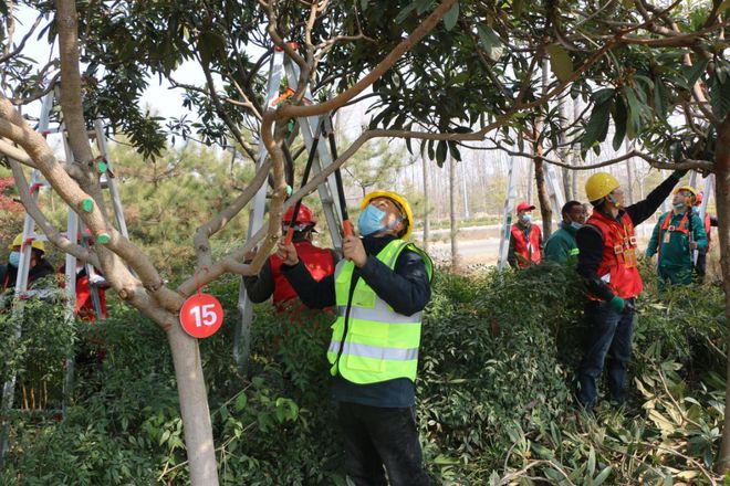 开云体育 开云官网商丘市举行2023年园林绿化（修剪）职工职业技能竞赛(图8)