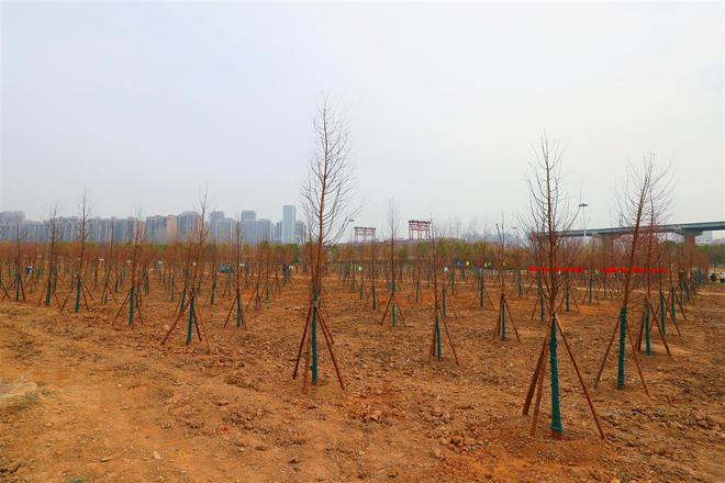 开云体育 开云平台武汉洪山区开展义务植树活动青菱河东路将打造道路绿化带(图4)