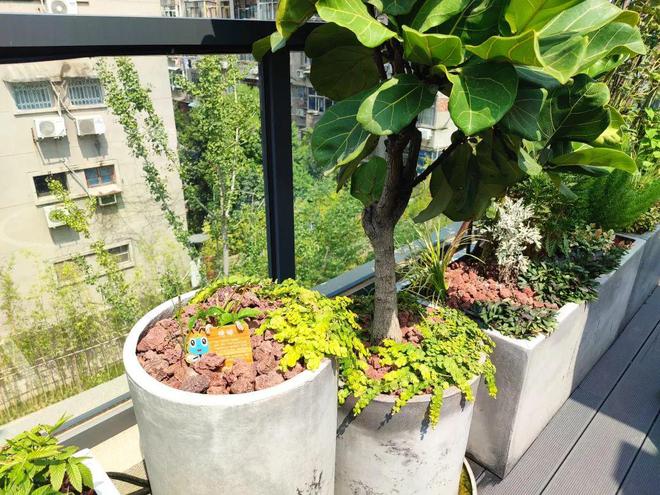 【养花记】屋顶花园的植物配置原则这开云体育 开云平台4项需要严格遵守(图6)