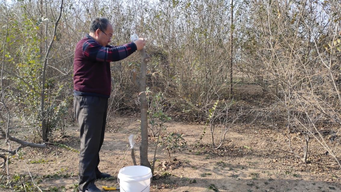 安阳:市园林绿化科研所树木嫁接显成效开云 开云体育官网(图1) 安阳:市园林绿化科研所树木嫁接显成效开云 开云体育官网(图1)
