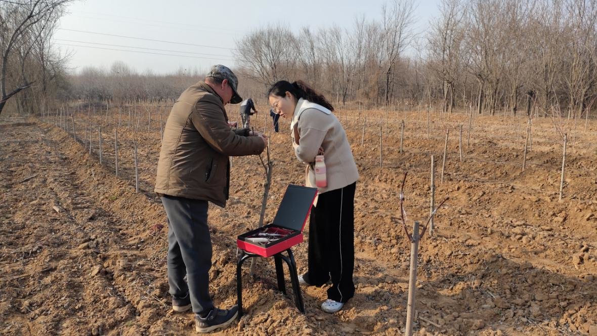 安阳:市园林绿化科研所树木嫁接显成效开云 开云体育官网(图2) 安阳:市园林绿化科研所树木嫁接显成效开云 开云体育官网(图2)