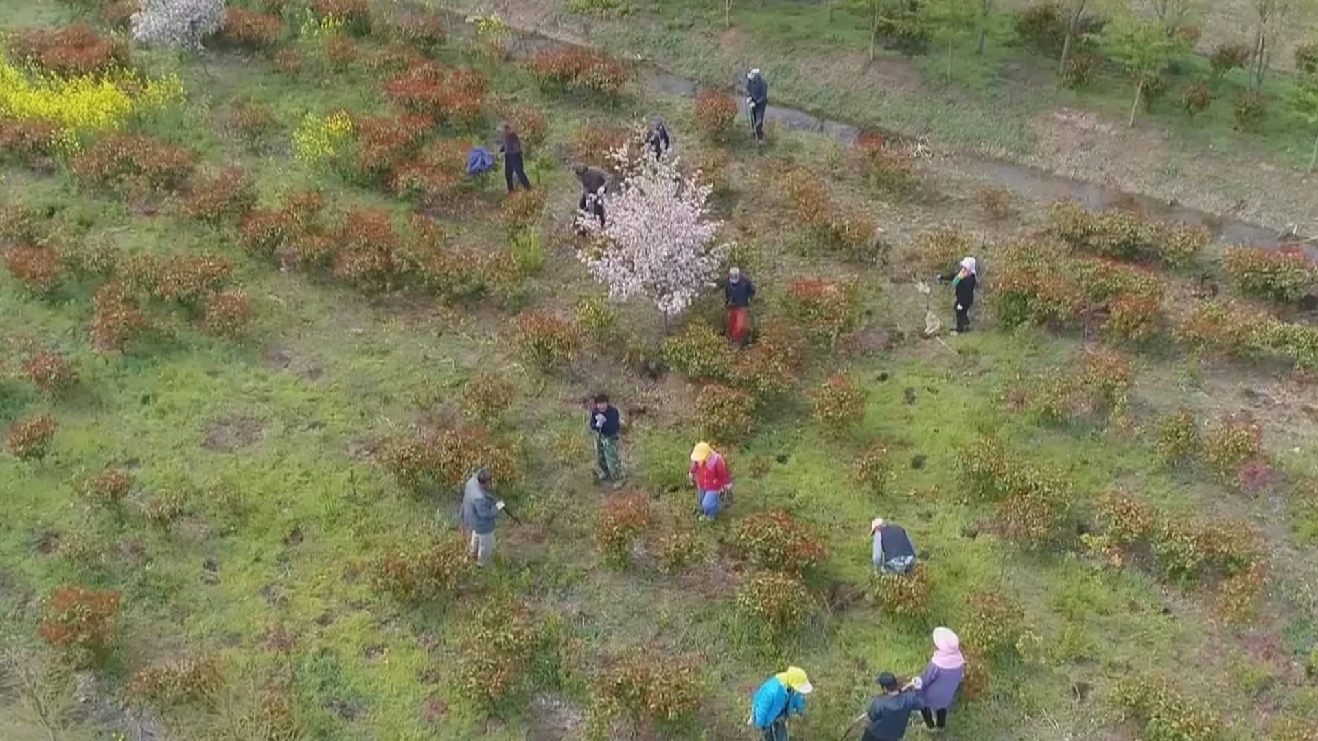厚植生态底色 连云港市今年计划完成绿化造林2085万亩开云 开云体育平台(图1)