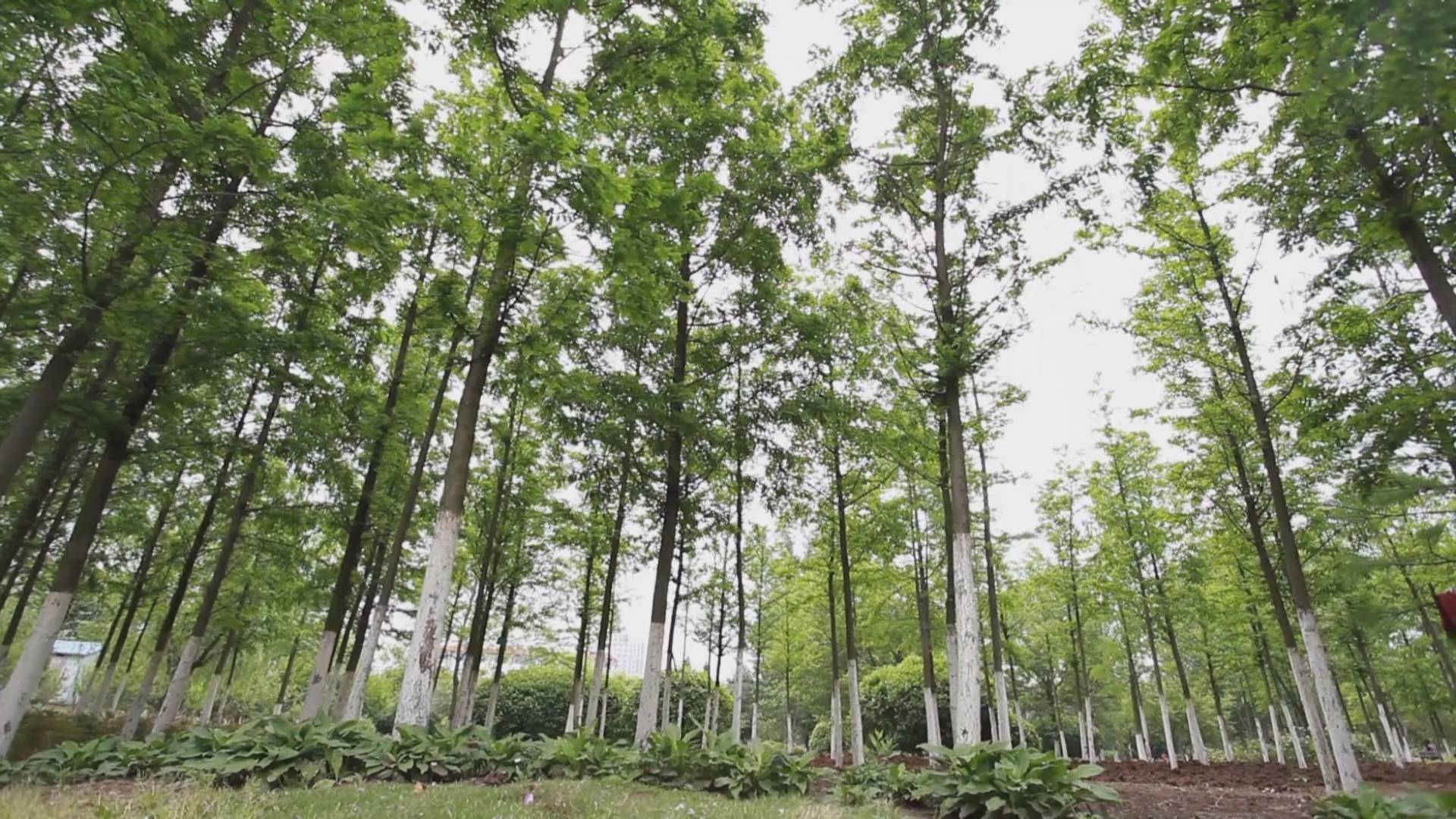 厚植生态底色 连云港市今年计划完成绿化造林2085万亩开云 开云体育平台(图2)